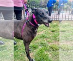Small #2 Greyhound