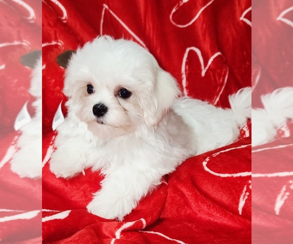 Medium Photo #4 Maltese Puppy For Sale in BRANDON, MS, USA