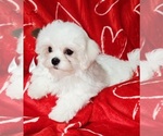 Small #3 Maltese