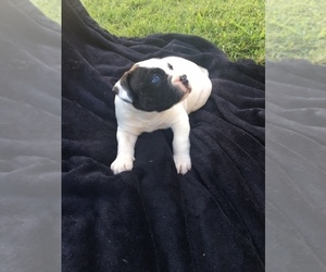 American Bulldog Puppy for sale in THOMPSONS STATION, TN, USA