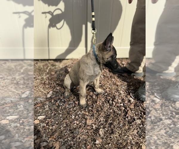 Medium Photo #36 German Malinois Puppy For Sale in GARLAND, NC, USA