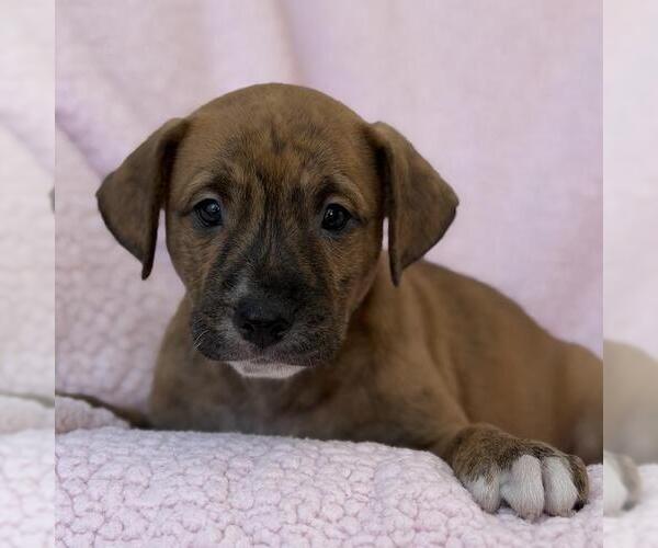 Medium Photo #3 Colonial Cocker Spaniel-Unknown Mix Puppy For Sale in San Diego, CA, USA
