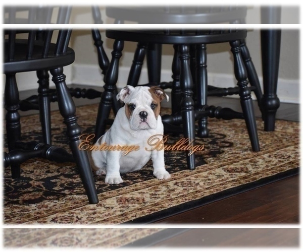 Medium Photo #3 Bulldog Puppy For Sale in MESQUITE, TX, USA