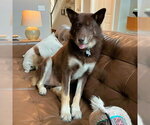 Small #2 Siberian Husky Mix