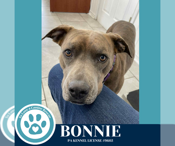 Medium Photo #5 American Pit Bull Terrier-Unknown Mix Puppy For Sale in Kimberton, PA, USA