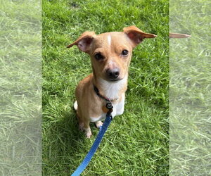Chihuahua-Unknown Mix Dogs for adoption in Bellevue, WA, USA