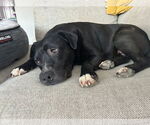Small #4 American Pit Bull Terrier Mix