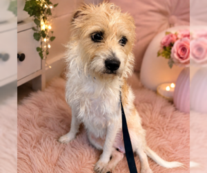 Rat Terrier-Unknown Mix Dogs for adoption in Sterling, MA, USA