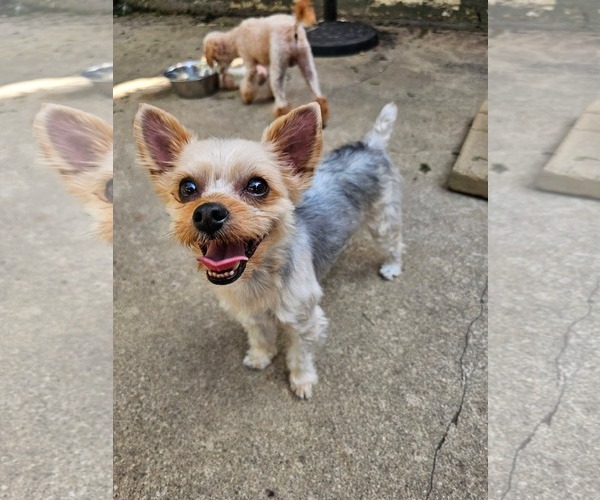 Medium Photo #2 Mutt Puppy For Sale in Sioux Falls, SD, USA