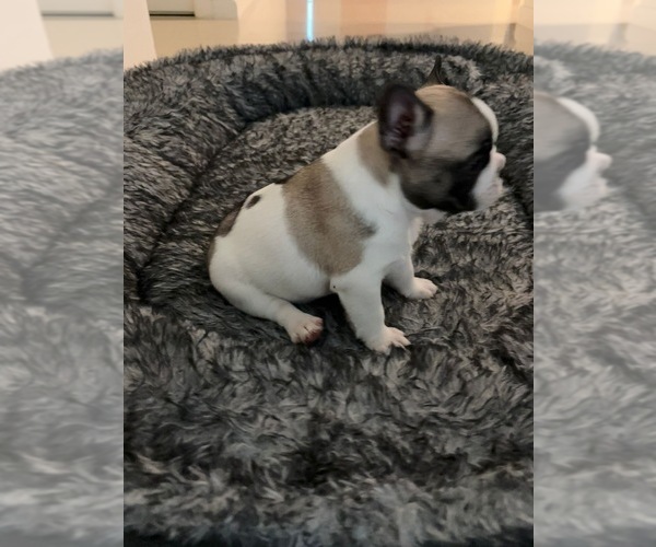 Medium Photo #3 French Bulldog Puppy For Sale in MISSION, TX, USA