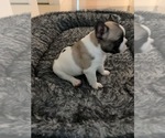 Small #2 French Bulldog