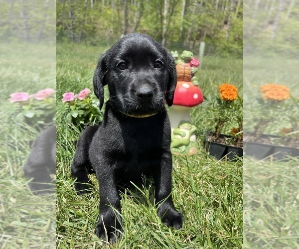 Medium Photo #2 Labrador Retriever Puppy For Sale in NEOLA, WV, USA