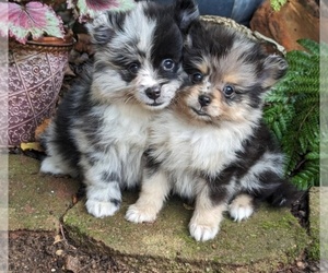 Pomeranian Puppy for sale in COMER, GA, USA