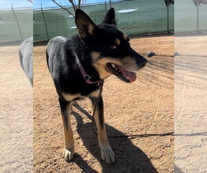 Hunter - Male Australian Kelpie Dog for Adoption - Photo #14
