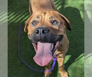 Mutt Dogs for adoption in Las Vegas, NV, USA