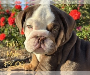 Bulldog Puppy for Sale in SPRING, Texas USA