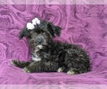 Small Photo #4 Australian Shepherd Puppy For Sale in CHRISTIANA, PA, USA