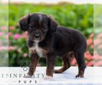 Small #3 Cavapoo