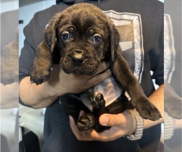 Medium Photo #3 Cane Corso Puppy For Sale in MOUNT MORRIS, MI, USA