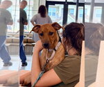 Small #19 Redbone Coonhound Mix