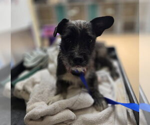 French Bulldog-Poodle (Miniature) Mix Dogs for adoption in Chula Vista, CA, USA