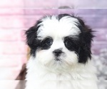 Small Photo #3 Mal-Shi Puppy For Sale in BEL AIR, MD, USA