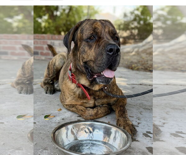 Medium Photo #1 Mutt Puppy For Sale in Goodyear, AZ, USA