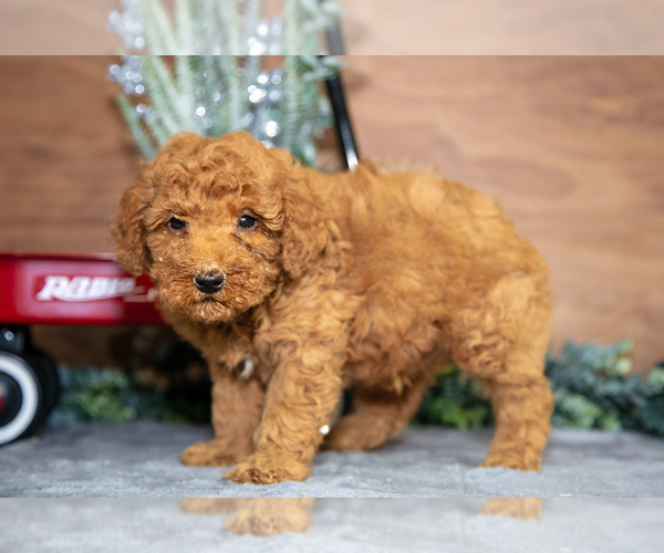 Medium Photo #3 Poodle (Miniature) Puppy For Sale in WOLCOTTVILLE, IN, USA