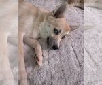 Small #131 Pomsky