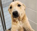 Small Great Pyrenees Mix