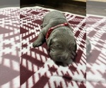 Small #2 Labrador Retriever