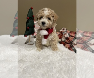 Poochon Puppy for sale in PRINCETON, KY, USA