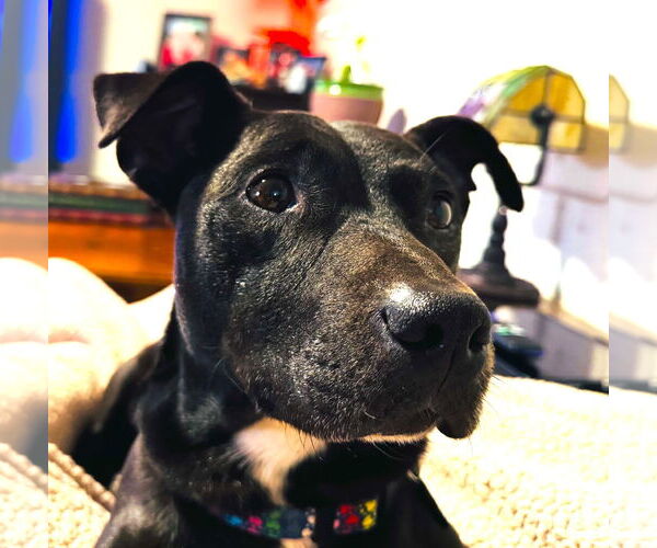 Medium Photo #7 American Pit Bull Terrier-Dachshund Mix Puppy For Sale in Milwaukie, OR, USA