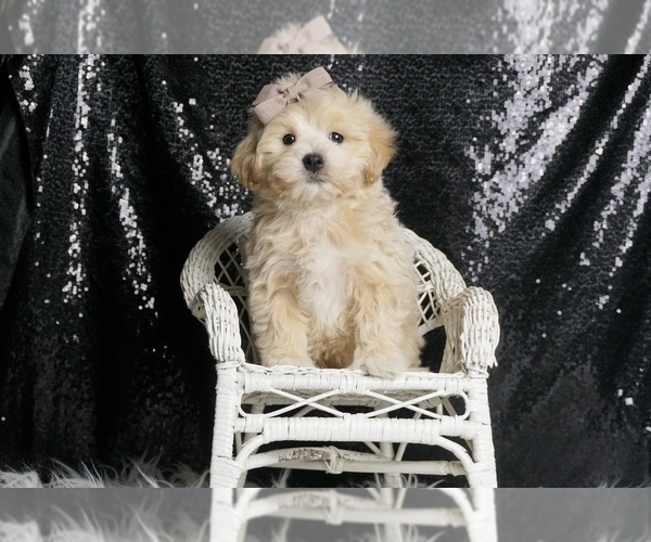 Medium Photo #5 Maltipoo Puppy For Sale in WARSAW, IN, USA