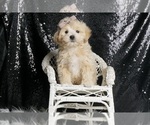 Small Photo #5 Maltipoo Puppy For Sale in WARSAW, IN, USA