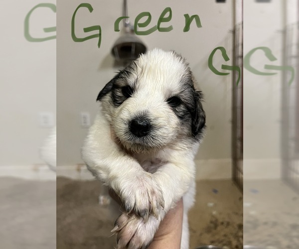 Medium Photo #4 Great Pyrenees Puppy For Sale in RUTHERFORDTON, NC, USA