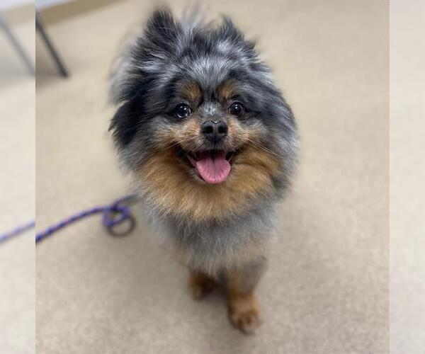 Medium Photo #1 Pomeranian Puppy For Sale in Aurora, CO, USA