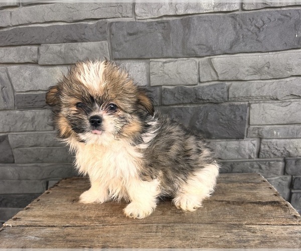 Medium Photo #3 Shiranian Puppy For Sale in MIDDLEBURY, IN, USA