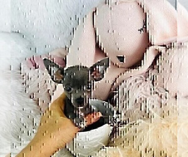 Medium Photo #7 Chihuahua Puppy For Sale in MIAMI, FL, USA