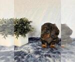 Small #4 Dachshund