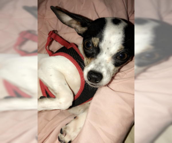 Medium Photo #1 Chihuahua Puppy For Sale in LITHONIA, GA, USA