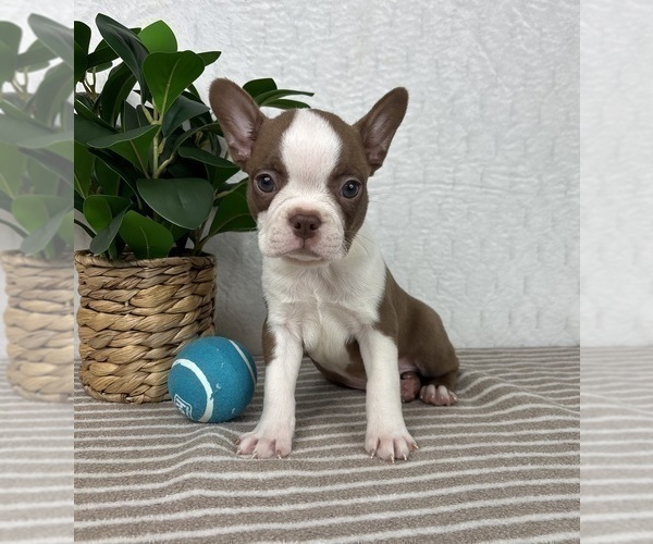 Medium Photo #5 Boston Terrier Puppy For Sale in GREENFIELD, IN, USA