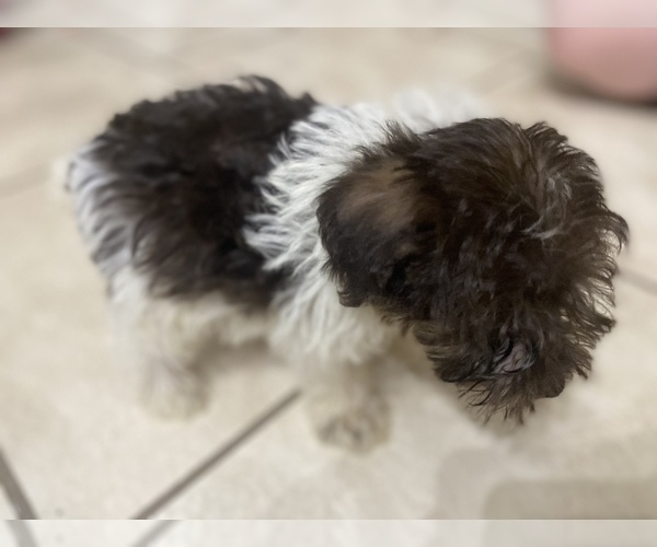 Medium Photo #6 Schnauzer (Miniature) Puppy For Sale in LAWRENCEBURG, TN, USA