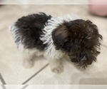 Small Photo #6 Schnauzer (Miniature) Puppy For Sale in LAWRENCEBURG, TN, USA