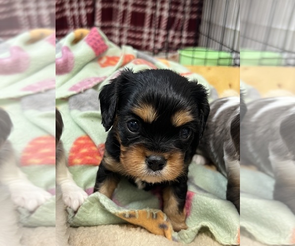 Medium Photo #4 Cavalier King Charles Spaniel Puppy For Sale in DEWITT, MI, USA
