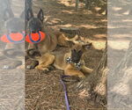 Small #6 German Shepherd Dog Mix