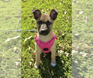 Mutt Dogs for adoption in Newport Beach, CA, USA