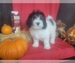 Small #4 Bernedoodle-Poodle (Toy) Mix