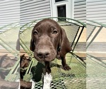 Puppy Sukie German Shorthaired Pointer