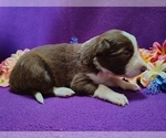 Small Photo #57 Border Collie Puppy For Sale in NORBORNE, MO, USA